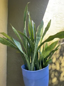 sansevieria-trifasciata-jaboa-IMG_8403 2