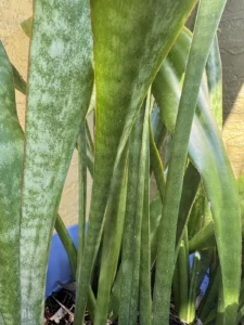 sansevieria-trifasciata-jaboa-IMG_8404 2
