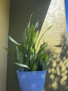 sansevieria-trifasciata-jaboa-IMG_8409 2