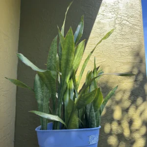 Sansevieria trifasciata - Jaboa (Large)