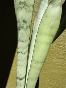 sansevieria-trifasciata-moonshine-IMG_8693