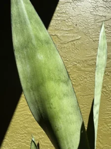 sansevieria-trifasciata-moonshine-IMG_8695