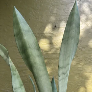 Sansevieria trifasciata - Moonshine, Silver Queen (Medium)
