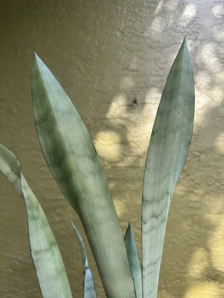 Sansevieria trifasciata - Moonshine, Silver Queen (Medium)