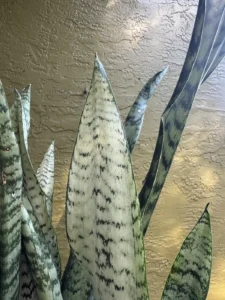sansevieria-zeylanica-snake-plant-IMG_8962