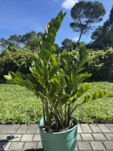 zamioculcas-zamiifolia-zz-plant-IMG_8383 2