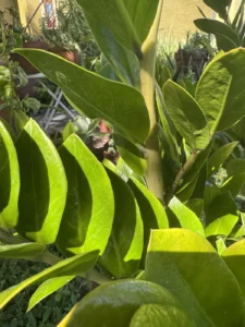 zamioculcas-zamiifolia-zz-plant-IMG_8394 2