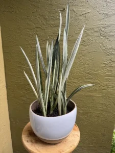 CCBAN02-sansevieria-trifasciata-bantels-sensation-snake-plant-IMG_5397