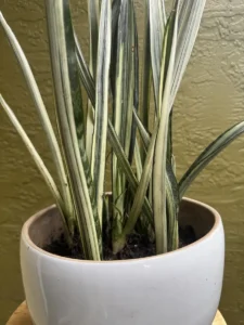 CCBAN02-sansevieria-trifasciata-bantels-sensation-snake-plant-IMG_5399