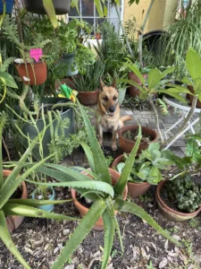 Outdoor Feng Shui Plants: A Guide to Fortune, Security, Peace, and Prosperity