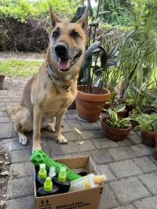 A Day in the Life: Chow-Fun Stir-Fry of Moments