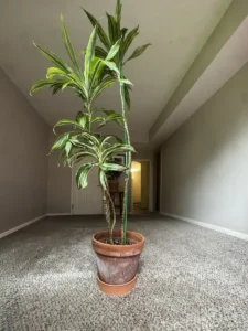 INDRC00-dracaena-fragrans-lemon-lime-and-dracaena-deremensis-white-jewel-IMG_1134