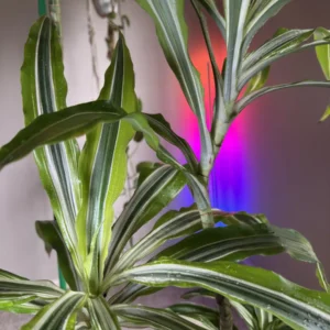 Dracaena fragrans - Lemon Lime & Dracaena deremensis - White Jewel "OG Shadez" (XL)