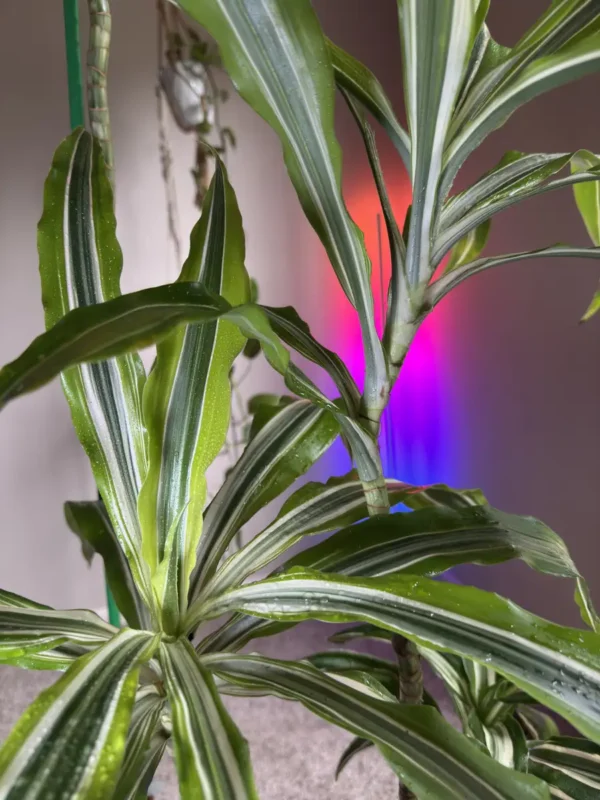 Dracaena fragrans - Lemon Lime & Dracaena deremensis - White Jewel "OG Shadez" (XL)