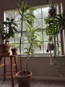 INDRC00-dracaena-fragrans-lemon-lime-and-dracaena-deremensis-white-jewel-IMG_1179