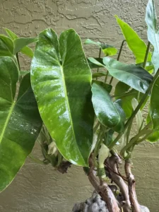 LFBMX00-philodendron-burle-marx-sono-IMG_1275