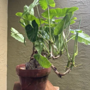 Philodendron imbe - Burle Marx "OG Sono" (Medium)
