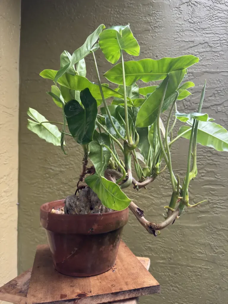 Philodendron imbe - Burle Marx "OG Sono" (Medium)