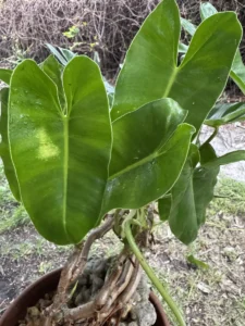 LFBMX00-philodendron-burle-marx-sono-IMG_1287