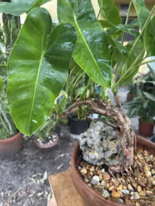 LFBMX00-philodendron-burle-marx-sono-IMG_1296