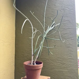 Euphorbia tirucalli - Pencil Cactus "OG Zeus" (Large)