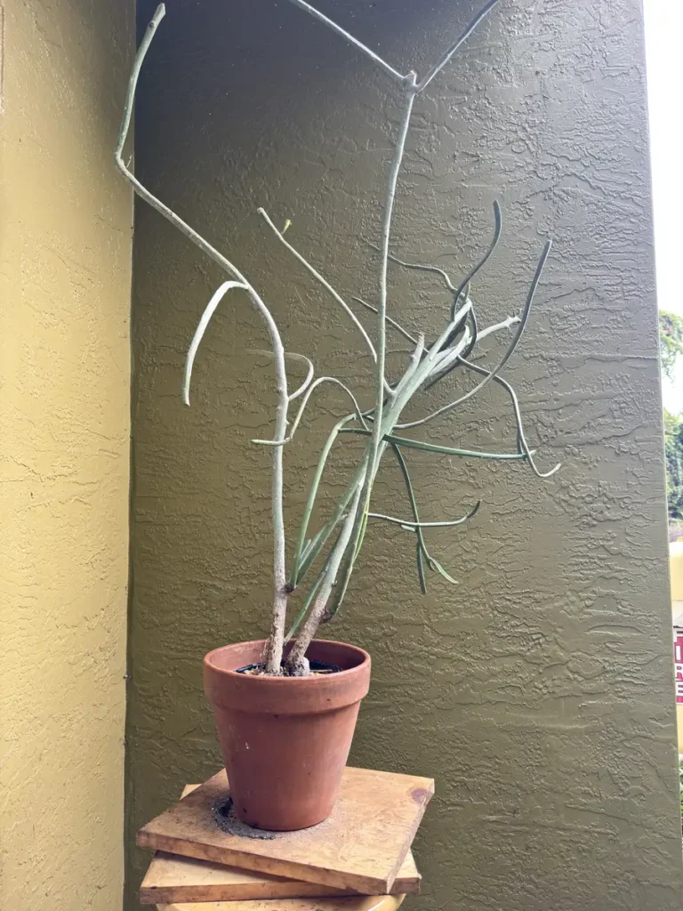 Euphorbia tirucalli - Pencil Cactus "OG Zeus" (Large)