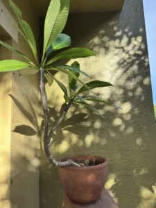 LFPLU00-apocynaceae-plumeria-rubra-IMG_1480