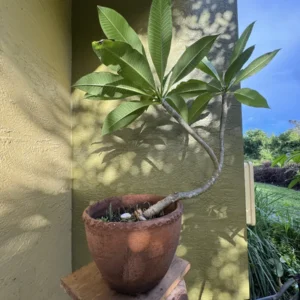 Plumeria rubra – Frangipani "Pua Melia" (Large)