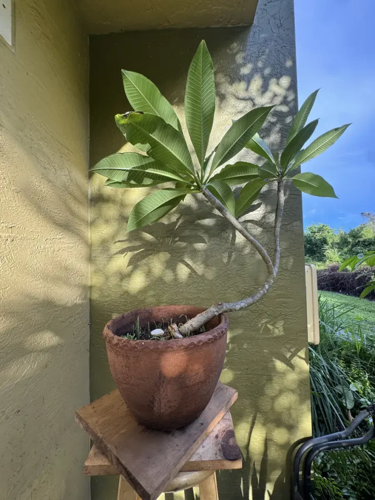 Plumeria rubra – Frangipani "Pua Melia" (Large)