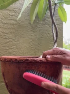 LFPLU00-apocynaceae-plumeria-rubra-cleaning-screen copy