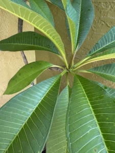 LFPLU00-apocynaceae-plumeria-rubra-frangipani-IMG_0073