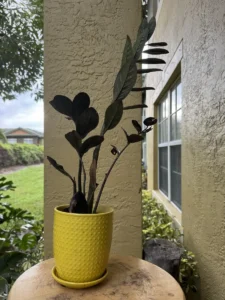 TNTRVN00-zz-plant-raven-IMG_5969