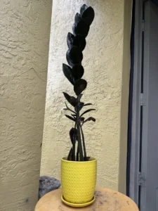 TNTRVN00-zz-plant-raven-IMG_5970