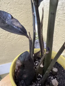 TNTRVN00-zz-plant-raven-IMG_5973