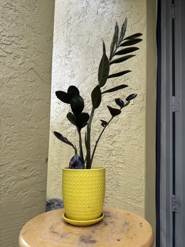 TNTRVN00-zz-plant-raven-IMG_5976