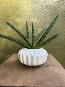 cbale00-aloiampelos-ciliaris-climbing-aloe-og-salva-IMG_1409