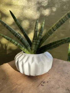 cbale00-aloiampelos-ciliaris-climbing-aloe-og-salva-IMG_1410