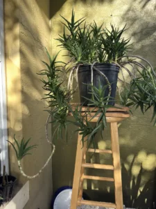 cbale00-aloiampelos-ciliaris-climbing-aloe-og-salva-IMG_1433