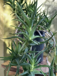 cbale00-aloiampelos-ciliaris-climbing-aloe-og-salva-IMG_1447