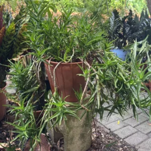 Aloiampelos ciliaris - Climbing Aloe - "OG Octavius" (XL)