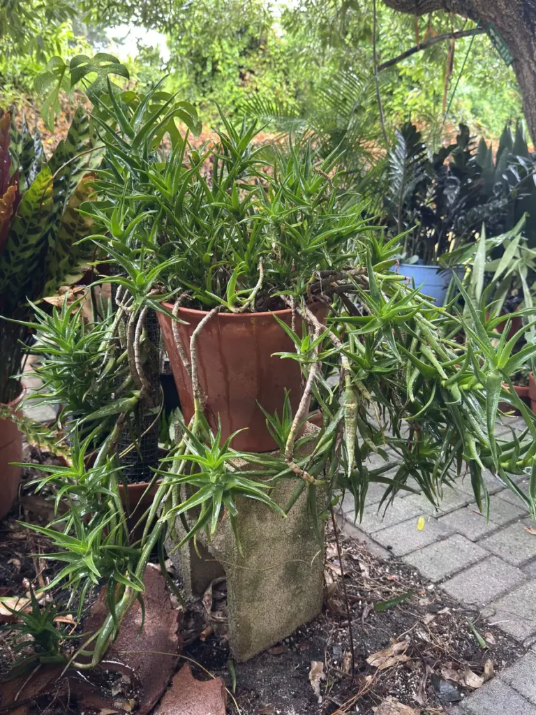 Aloiampelos ciliaris - Climbing Aloe - "OG Octavius" (XL)