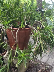 cbale00-aloiampelos-ciliaris-climbing-aloe-og-salva-IMG_9639