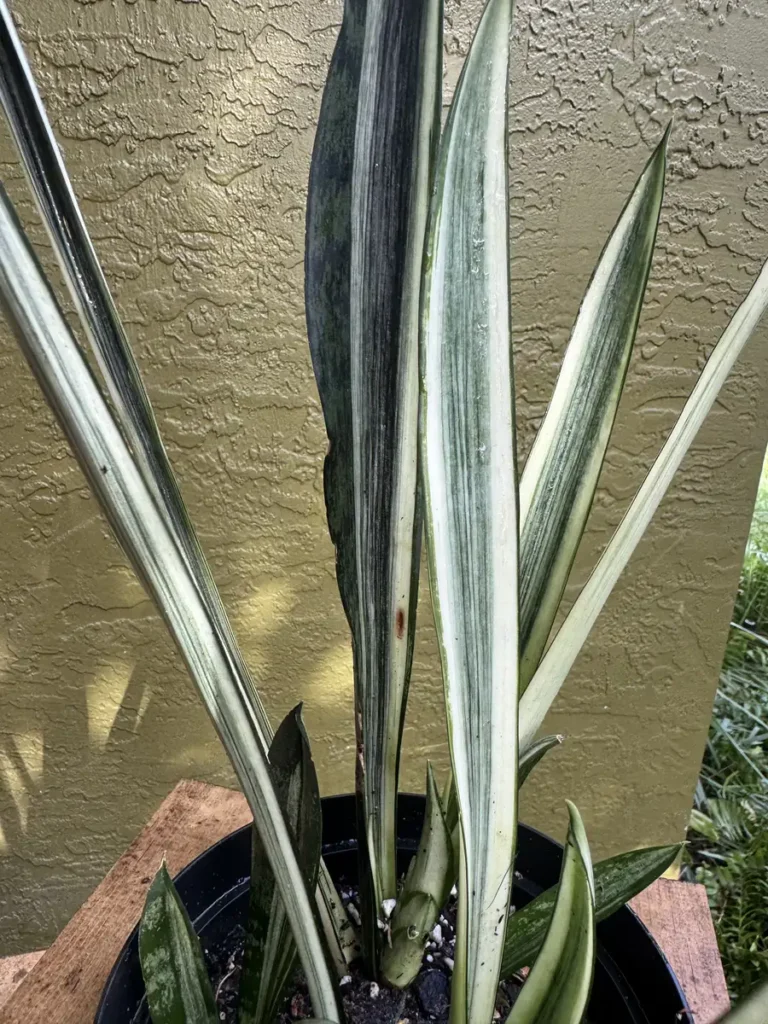 Sansevieria trifasciata - Bantel's Sensation (Medium)