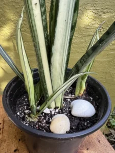 cbban01-sansevieria-trifasciata-bantels-sensation-IMG_9909