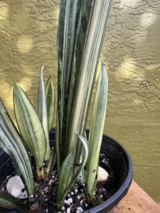 cbban01-sansevieria-trifasciata-bantels-sensation-IMG_9912