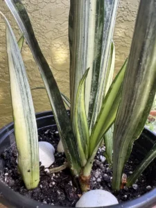 cbban01-sansevieria-trifasciata-bantels-sensation-IMG_9916