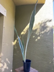 cbsan06-sansevieria-trifasciata-sayuri-lanza-IMG_2386