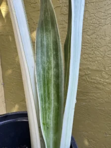 cbsan06-sansevieria-trifasciata-sayuri-lanza-IMG_2389