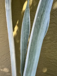 cbsan06-sansevieria-trifasciata-sayuri-lanza-IMG_2391