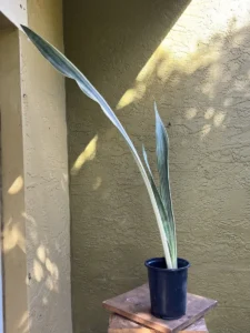 cbsan06-sansevieria-trifasciata-sayuri-lanza-IMG_2406